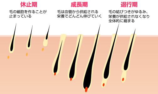 休止期　成長期　退行期